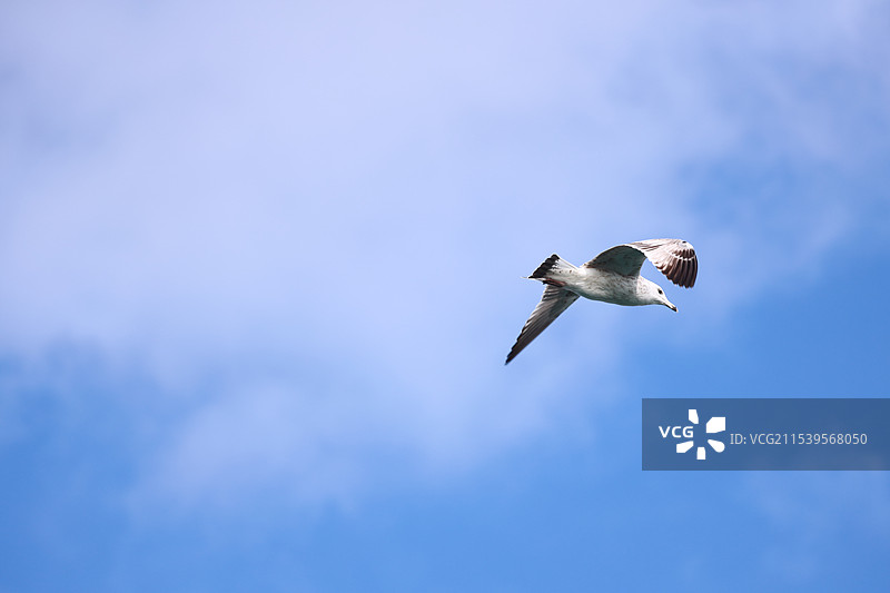 2024.10.20_海鸥图片素材