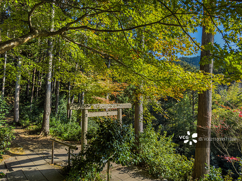 京都 圆光寺 枫树 鸟居图片素材