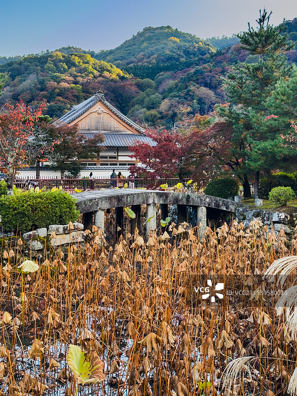 日本京都 天龙寺 荷叶 秋景 芦苇 古建筑 宁静 禅意 静谧图片素材