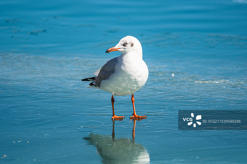 冬季，西藏，羊卓雍错，蓝冰上的鸟图片素材