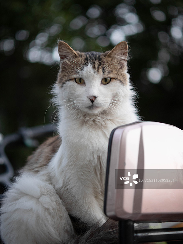 威严的狸花猫蹲坐着图片素材