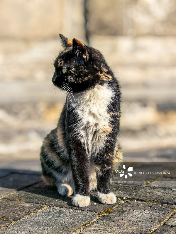 傲娇的猫咪图片素材