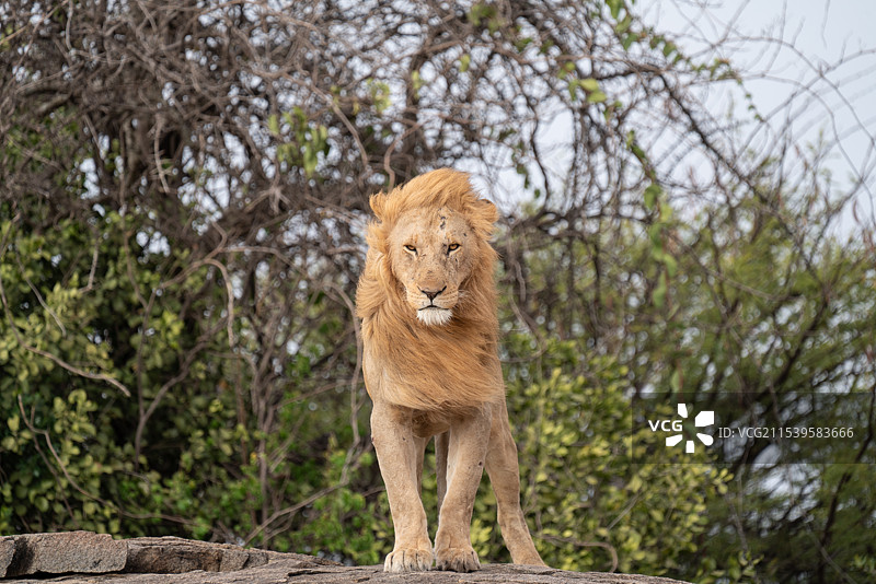 狮子王图片素材