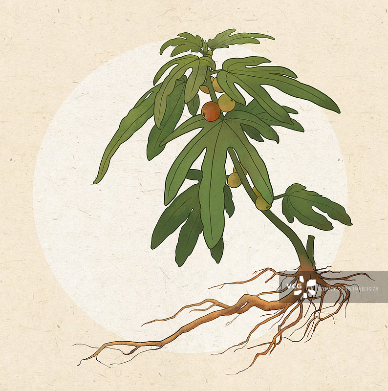 五指毛桃图片素材