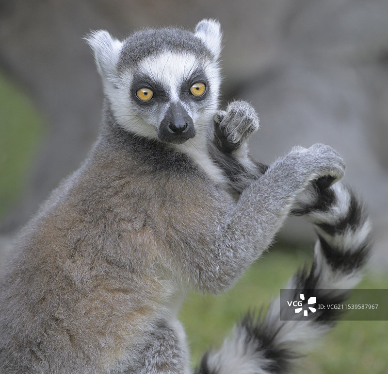 好奇(环尾狐猴小猴)图片素材
