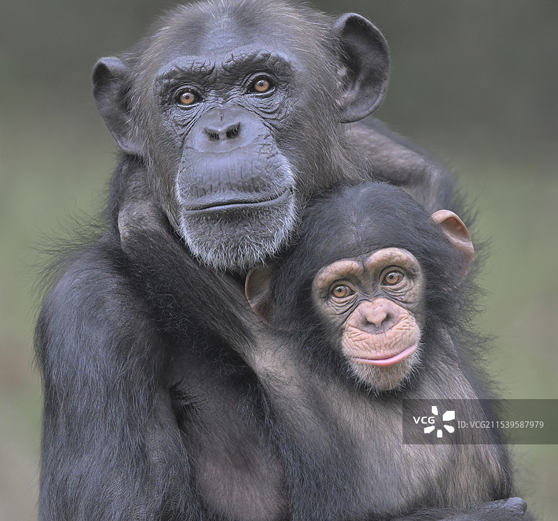 好奇(黑猩猩母子)图片素材