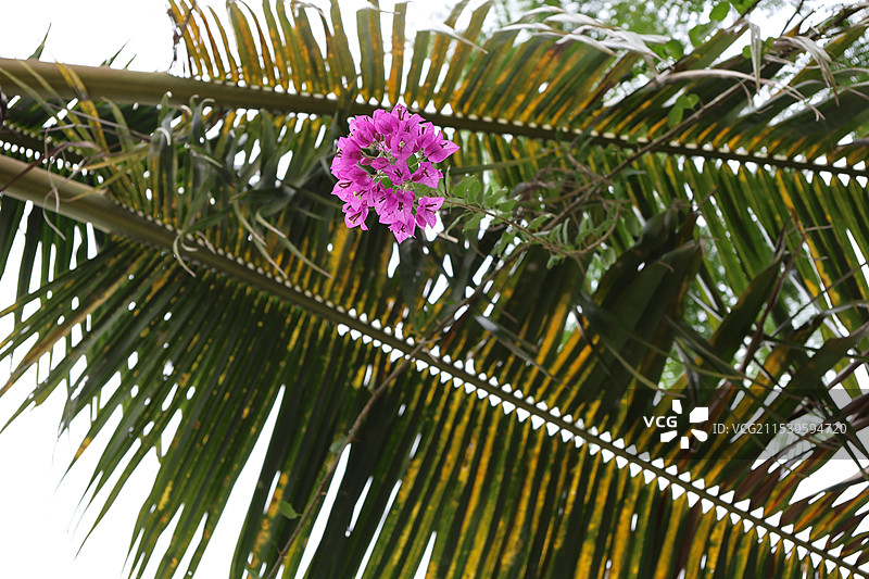 海南三亚，亚龙湾火车站，热带植物，花果，图片素材