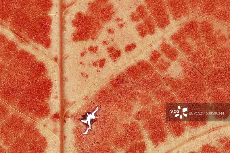 冬季火红的马褂木落叶纹理图片素材