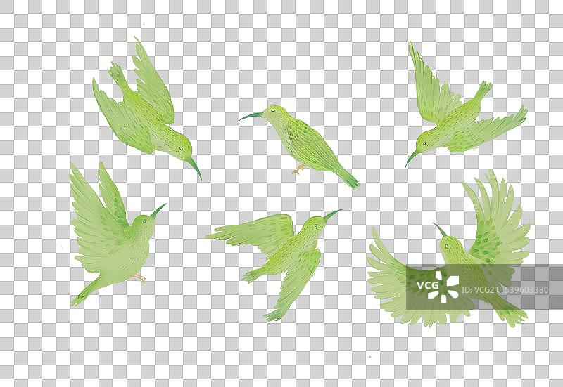 一群绿色鸟类动物蜂鸟鸽子自由飞翔图片素材