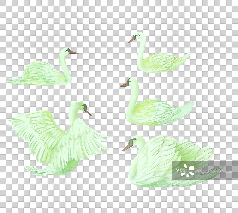 一群野生动物天鹅鸭子在张开翅膀自由行动图片素材