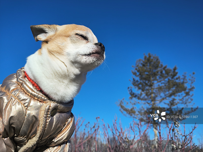 户外闭着眼睛的吉娃娃宠物狗图片素材