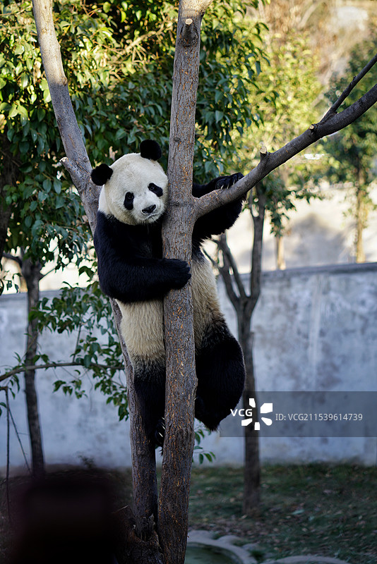 西安秦岭四宝熊猫图片素材