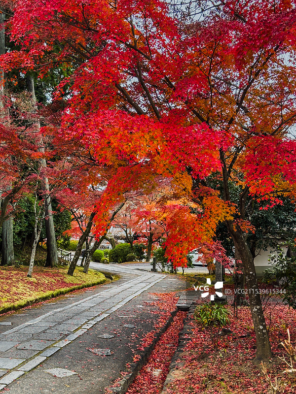 京都红叶 真如堂 秋天红叶 古建筑 禅意 静谧 宁静图片素材