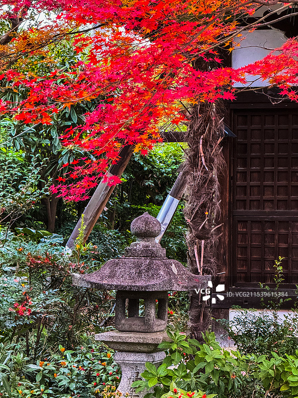 京都红叶 真如堂 秋天红叶 古建筑 禅意 静谧 宁静图片素材