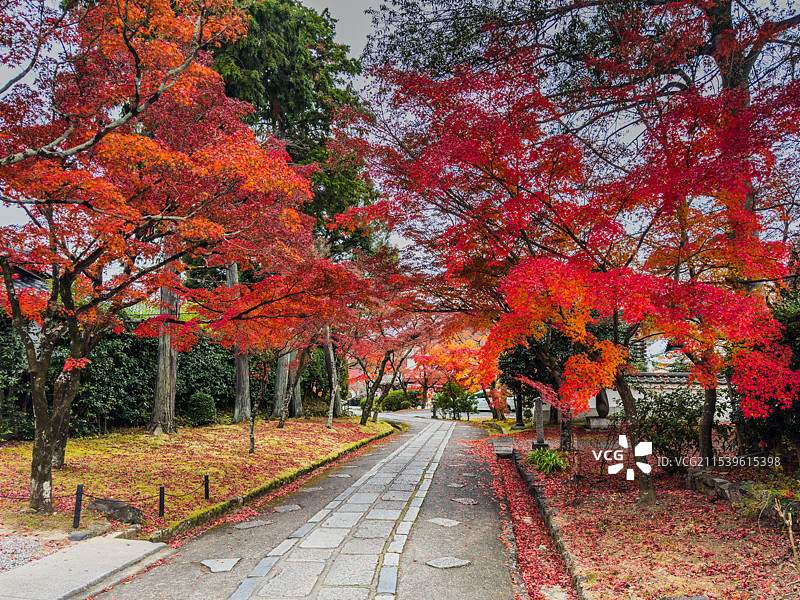 京都红叶 真如堂 秋天红叶 古建筑 禅意 静谧 宁静图片素材