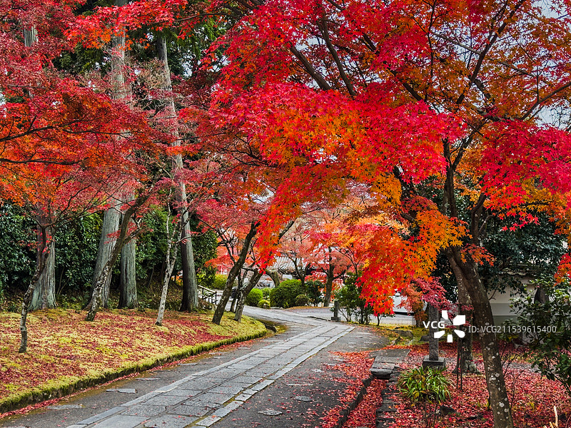 京都红叶 真如堂 秋天红叶 古建筑 禅意 静谧 宁静图片素材