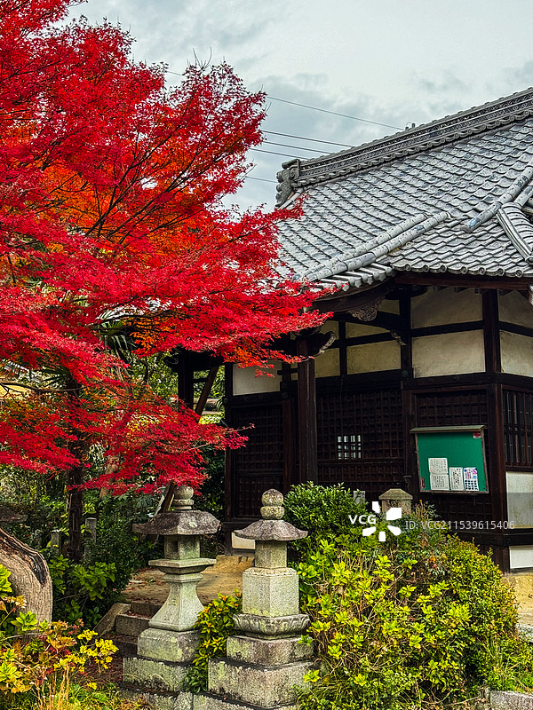 京都红叶 真如堂 秋天红叶 古建筑 禅意 静谧 宁静图片素材