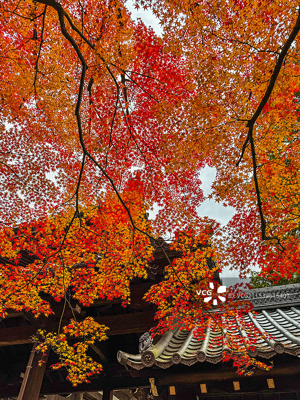 京都红叶 真如堂 秋天红叶 古建筑 禅意 静谧 宁静图片素材