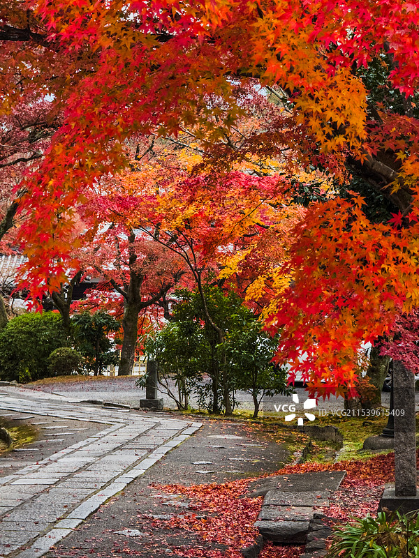 京都红叶 真如堂 秋天红叶 古建筑 禅意 静谧 宁静图片素材