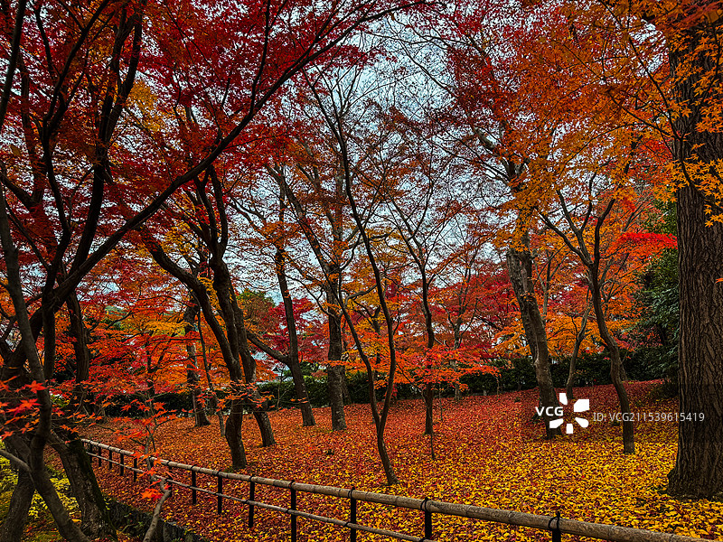 京都红叶 真如堂 秋天红叶 古建筑 禅意 静谧 宁静图片素材