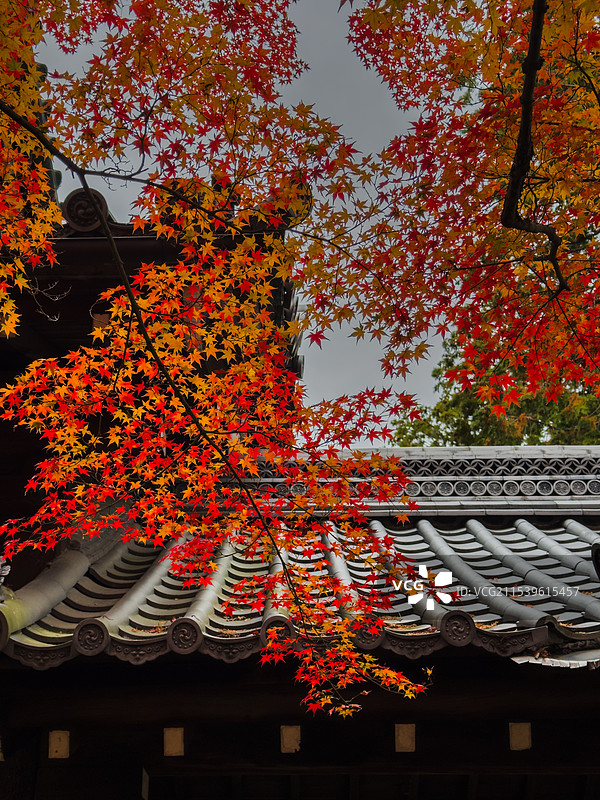 京都红叶 真如堂 秋天红叶 古建筑 禅意 静谧 宁静图片素材