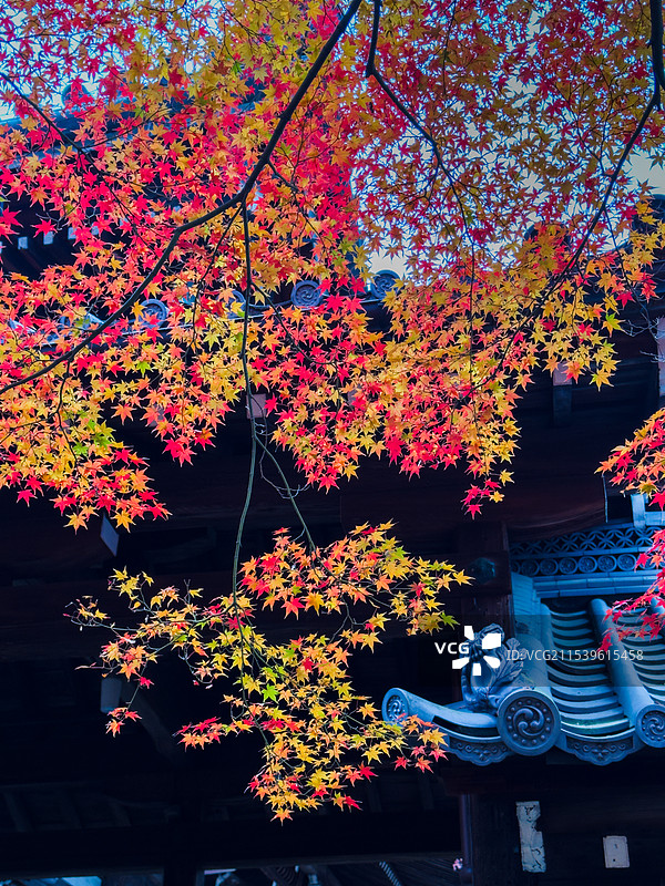 京都红叶 真如堂 秋天红叶 古建筑 禅意 静谧 宁静图片素材