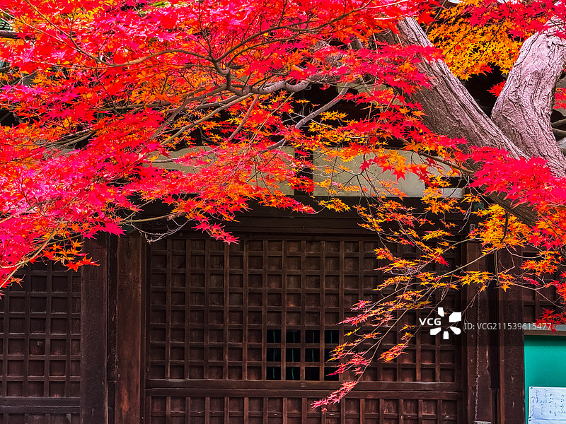 京都红叶 真如堂 秋天红叶 古建筑 禅意 静谧 宁静图片素材