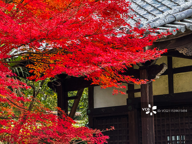 京都红叶 真如堂 秋天红叶 古建筑 禅意 静谧 宁静图片素材