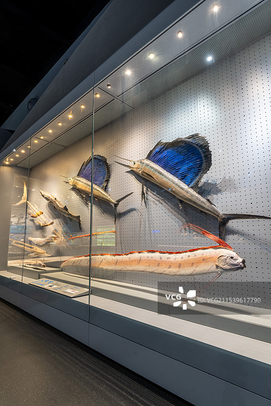 天津滨海新区国家海洋博物馆馆藏动物标本图片素材