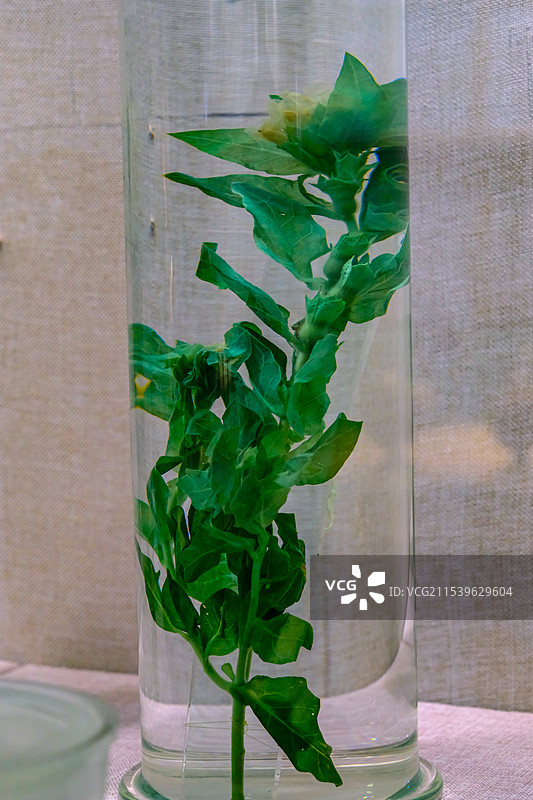 中国青海西宁，青海藏文化博物馆，青海藏医药博物馆，馆藏文物，藏药标本，藏草药标本，图片素材