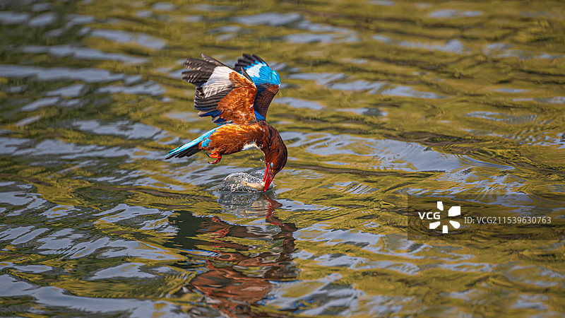白胸翡翠图片素材