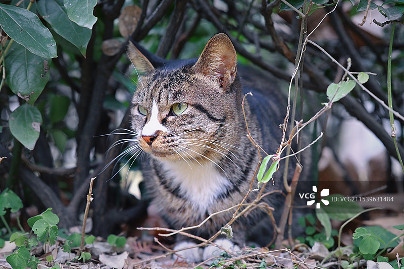 中国科学技术大学猫咪图片素材