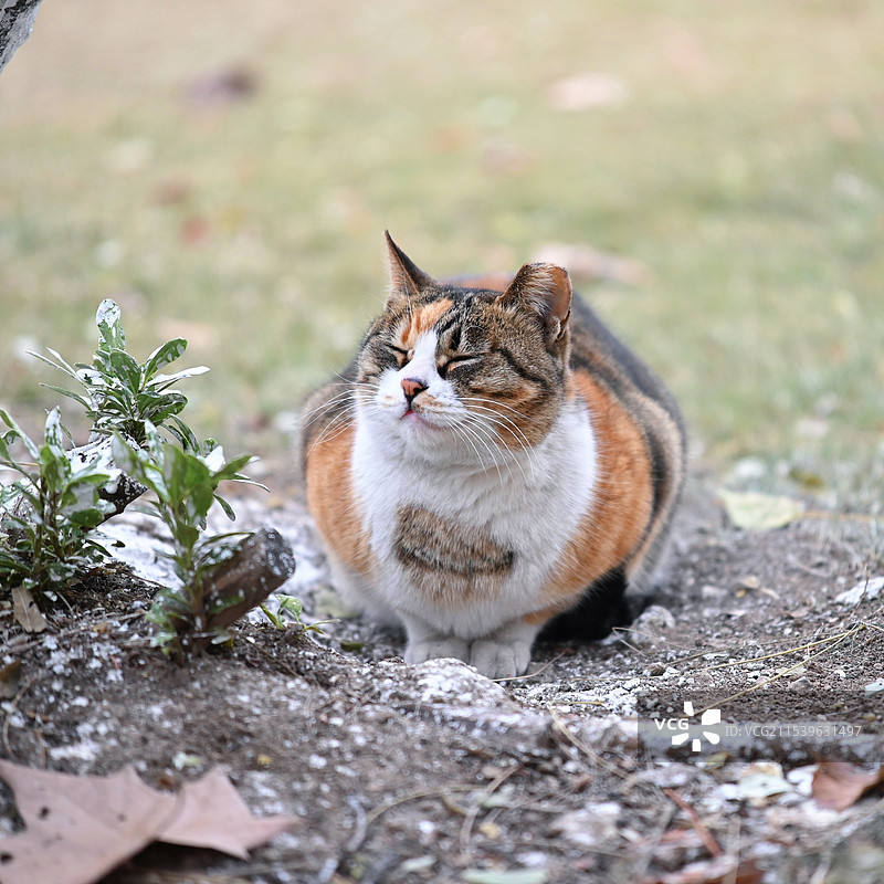 中国科学技术大学猫咪图片素材