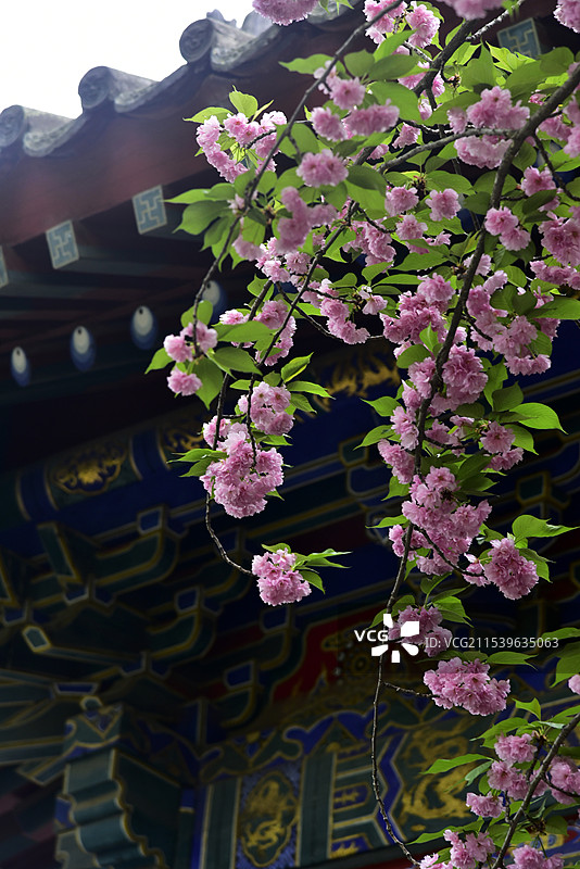 西安市卧龙禅寺春天绽放的粉红色樱花图片素材
