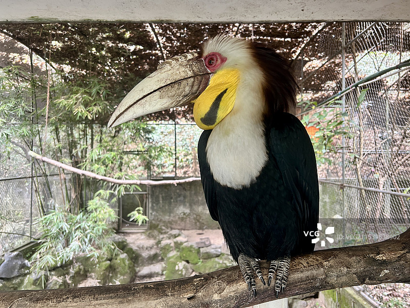 花冠皱盔犀鸟图片素材