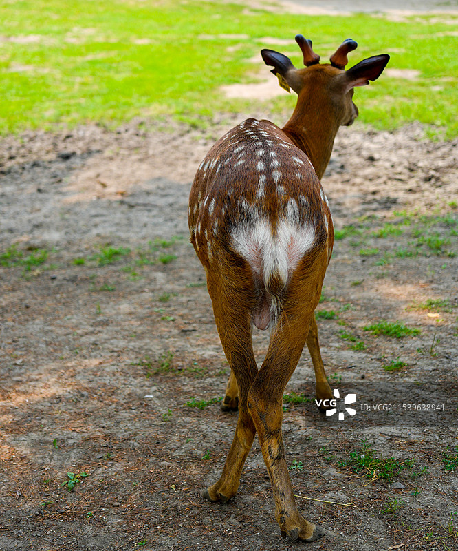 哈尔滨太阳岛鹿苑图片素材