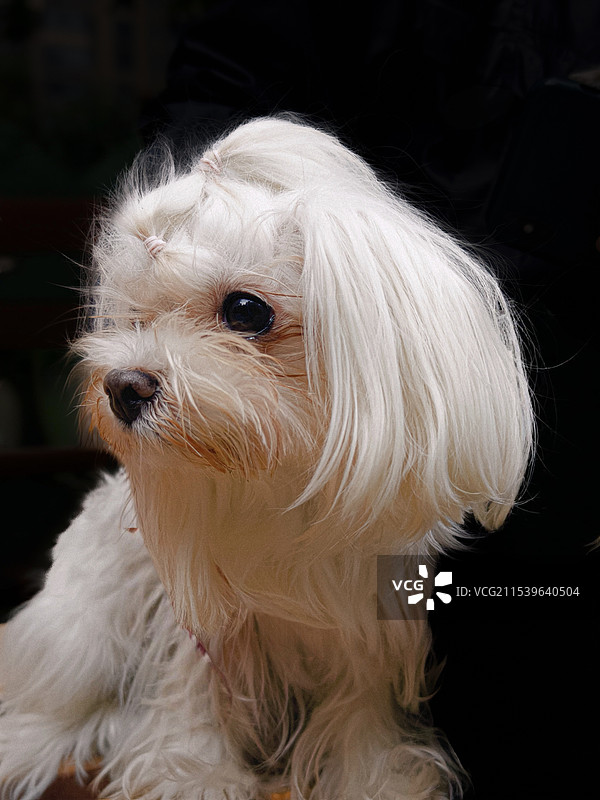 可爱的拉萨犬图片素材