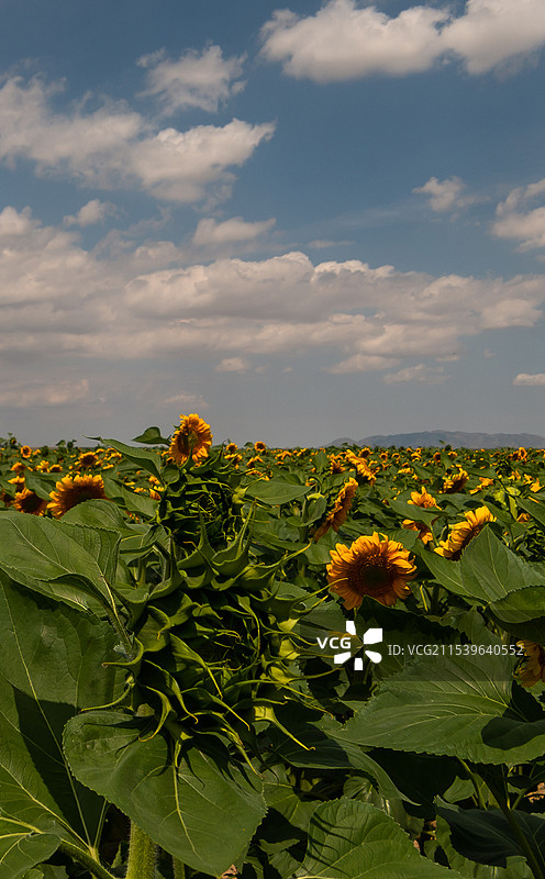 朵朵葵花向太阳（乌鲁木齐县干沟乡）图片素材