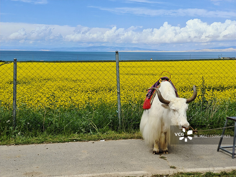 青海海南州青海湖油菜花田旁的白色牦牛图片素材