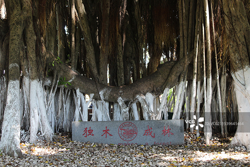 独木成林图片素材