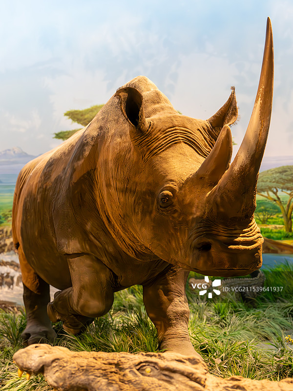 国家自然博物馆动物标本图片素材