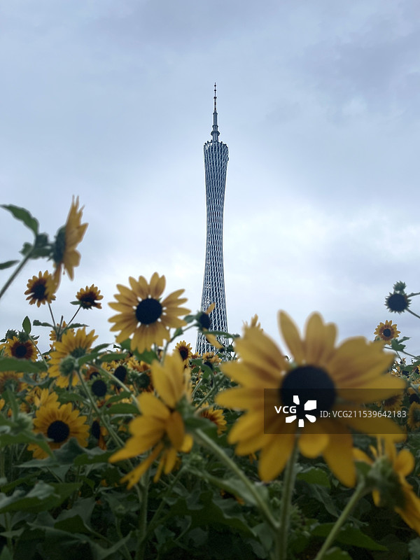 广州塔下的向日葵图片素材