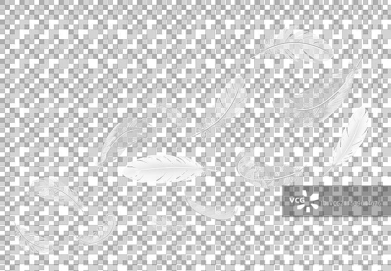 白色透明飘落羽毛套装图片素材