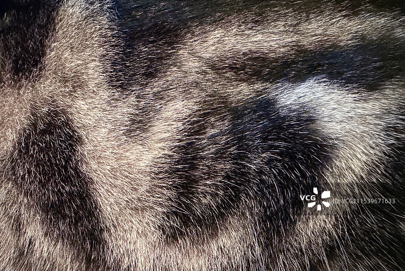 美国短毛猫虎斑猫花纹特写图片素材