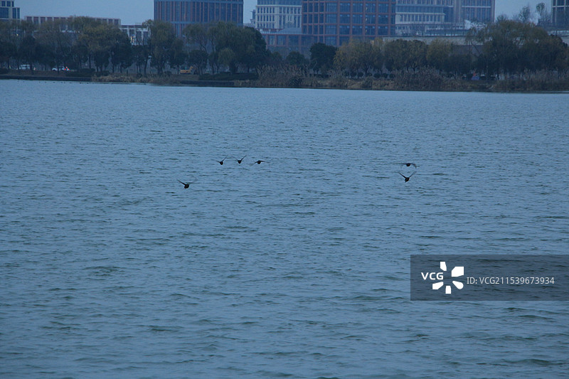 上海青西郊野公园大莲湖蓝调时分图片素材