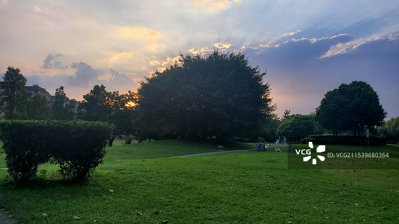 黄昏绿色草坪上冠状树木撑开身后的霞光图片素材
