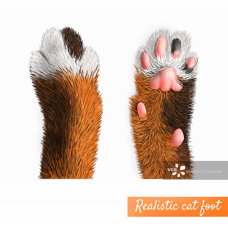 逼真的猫爪套装图片素材