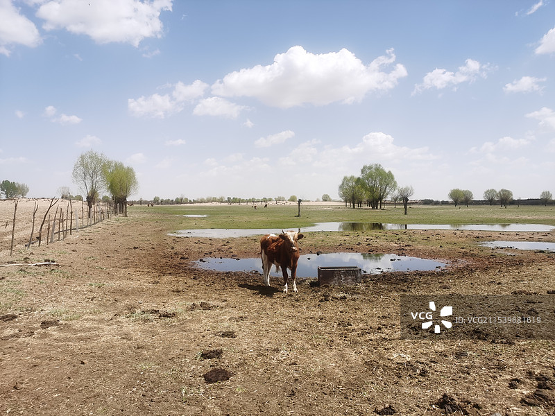 内蒙古鄂尔多斯市乌审旗 牧民家 沙地草原 牛羊 蒙古包图片素材