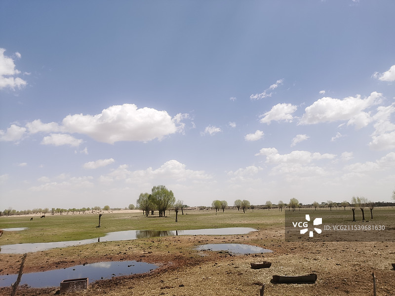 内蒙古鄂尔多斯市乌审旗 牧民家 沙地草原 牛羊 蒙古包图片素材