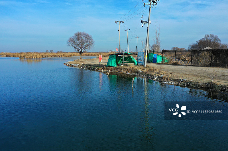 浩瀚白洋已结冰，寒鸟野鸭深水行枯荷芦花寒风摇，北国风光万种情郭里口图片素材